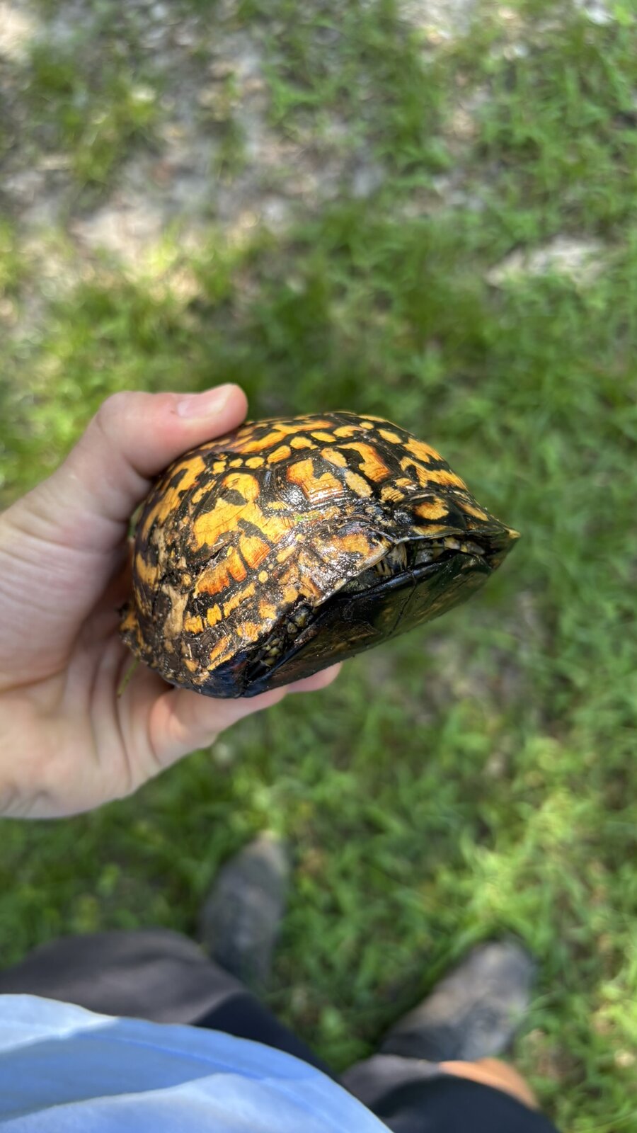 Timmy the turtle