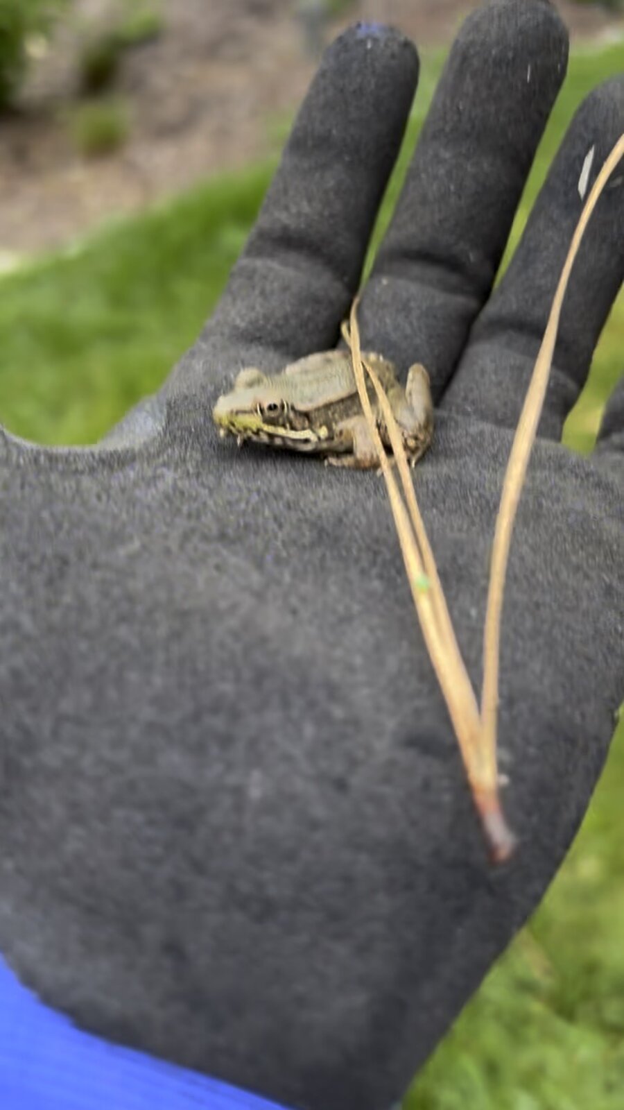 Jorge the toad