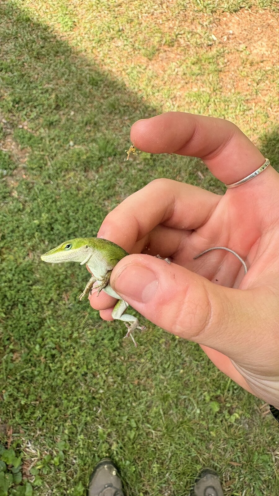 Luna the lizard