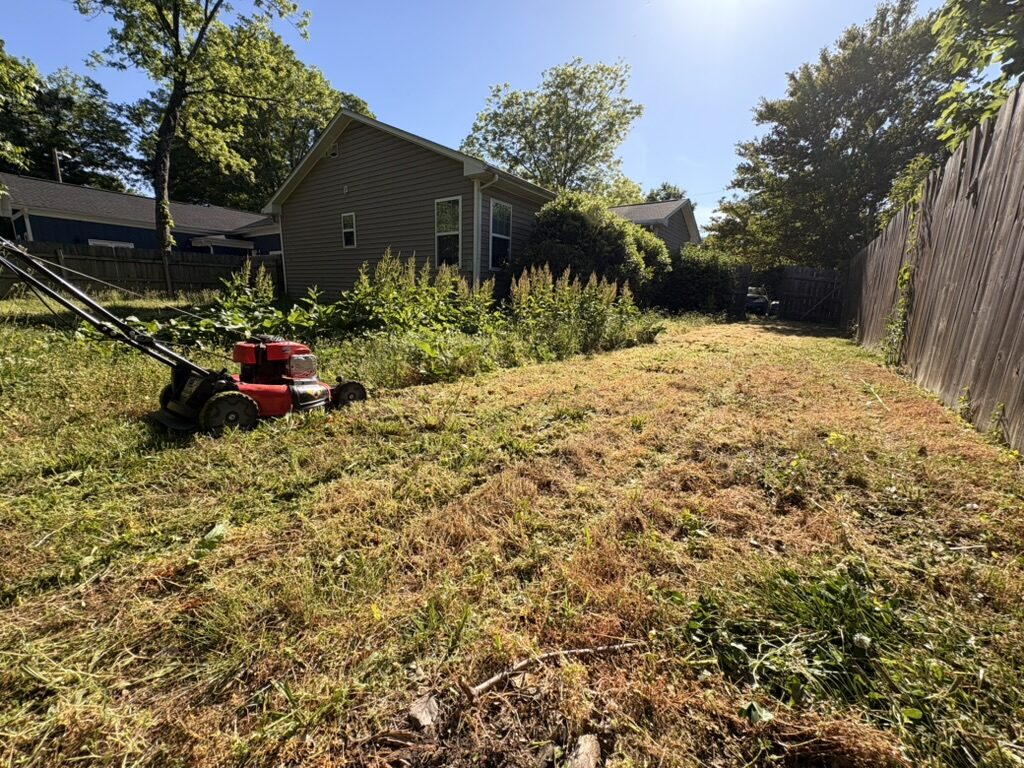 Overgrown side yard cleared