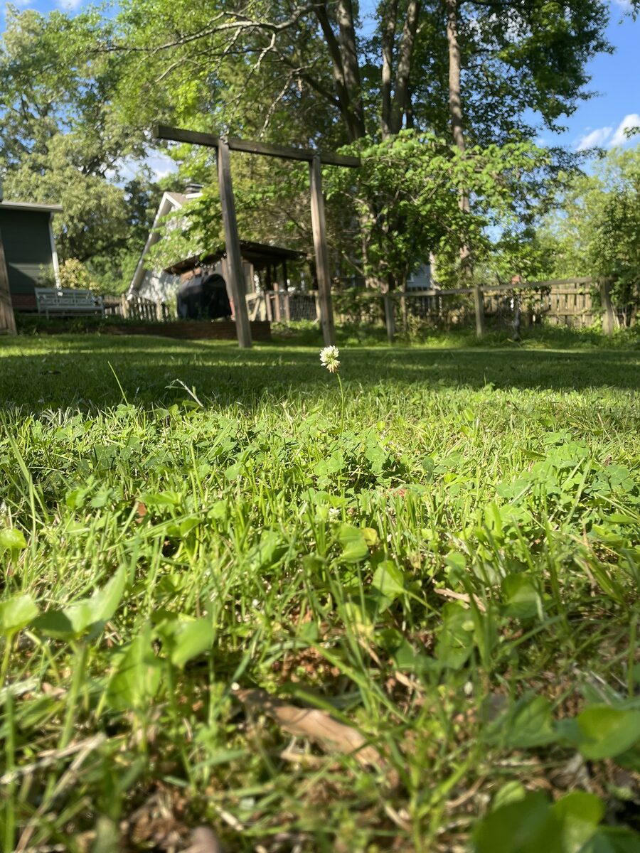 Close-up of freshly mowed lawn